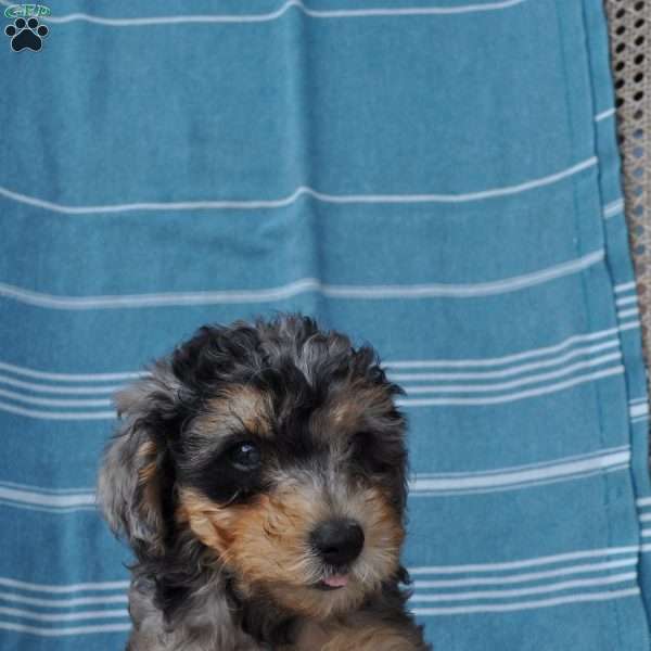 Ahmarie, Springerdoodle Puppy